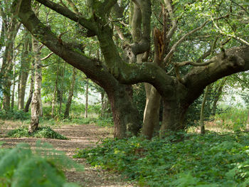 Trees in forest