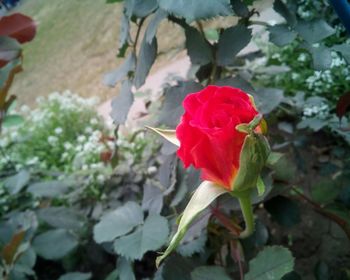 Close-up of red rose