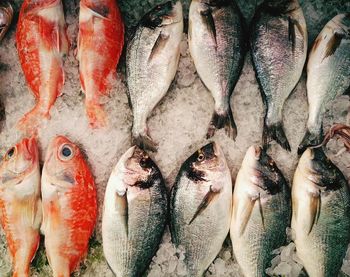 High angle view of fishes on ice for sale in market