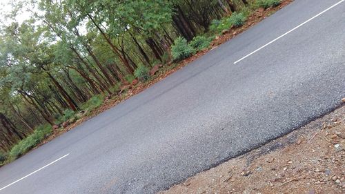Road passing through trees