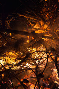 Close-up of silhouette tree at night