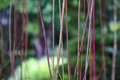 Close-up of bamboo plants in forest