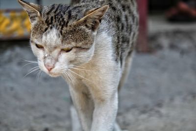 Close-up of a cat looking away