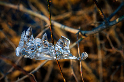 Close-up of frozen plant