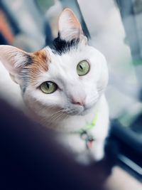 Close-up portrait of white cat