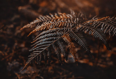 Close-up of fern leaf