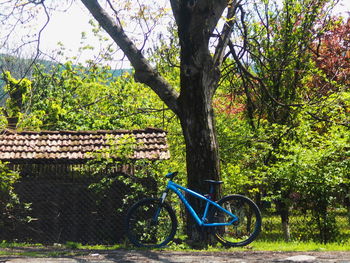 Bicycle against trees