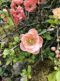 High angle view of pink flowering plant