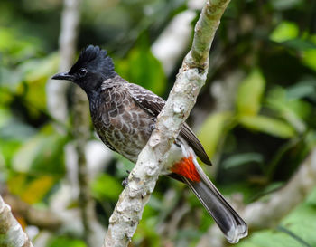 Close-up of bird perching on branch