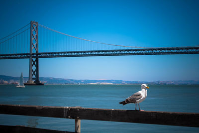 Seagull perching on suspension bridge over sea against clear blue sky