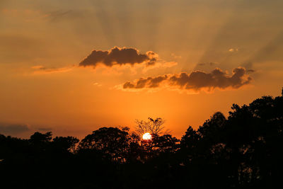 Silhouette trees against orange sky during sunset