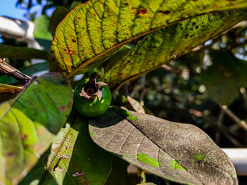 Guava is a common tropical fruit cultivated in many tropical and subtropical regions. 