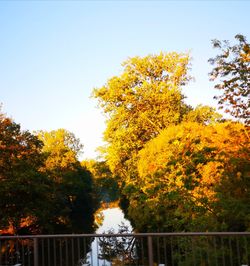 Trees by plants against sky during autumn