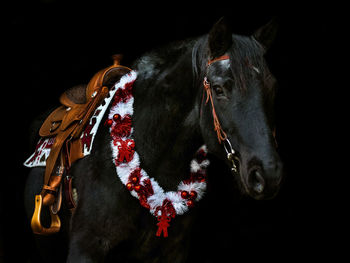 Horse standing against black background