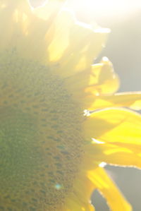 Close-up of yellow flower