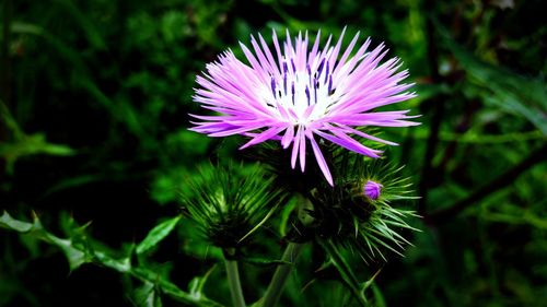 Close-up of purple flowers