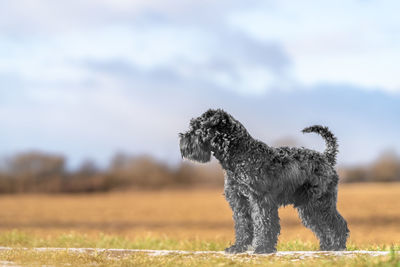 Dogs running on field against sky