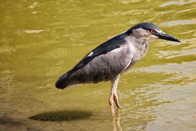 Close-up of a heron standing in lake