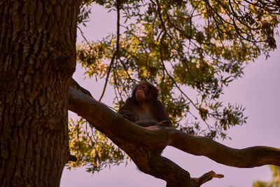 Low angle view of monkey sitting on tree trunk