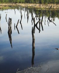 Bare tree in lake