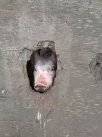 Pig peeking through hole on wooden plank