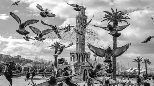 Birds flying over palm tree in city