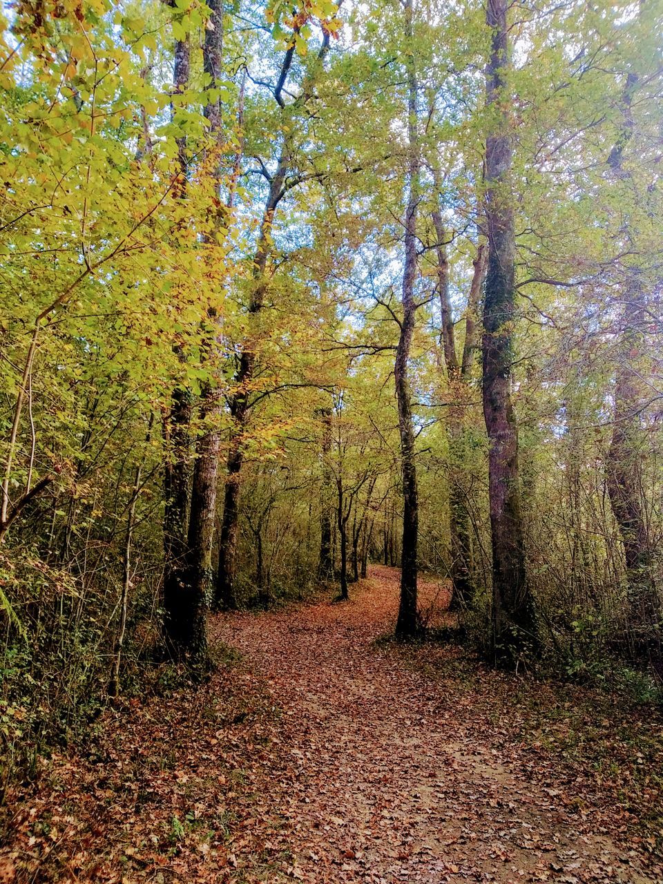 tree, plant, land, forest, beauty in nature, tranquility, autumn, nature, woodland, growth, tranquil scene, leaf, natural environment, scenics - nature, day, non-urban scene, plant part, no people, the way forward, sunlight, grove, idyllic, footpath, tree trunk, trunk, landscape, environment, outdoors, branch, green, remote, falling