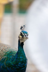 Blue peacock close up
