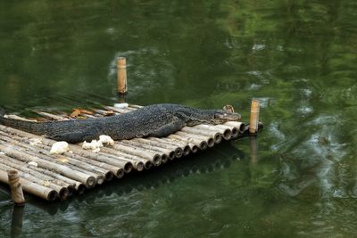 Lizard on diving platform in lake