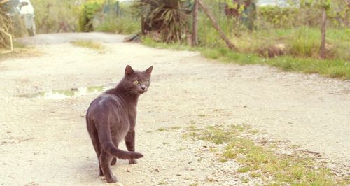 Portrait of cat walking on field