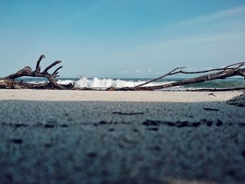 Close-up of horse on beach against sky