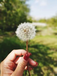 Close-up of hand holding dandelion