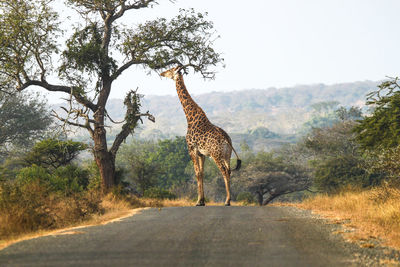 Giraffe standing by tree against sky