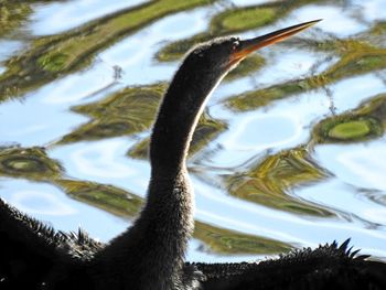 View of bird in lake