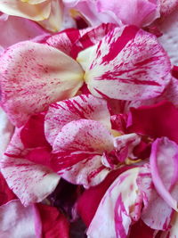 Close-up of pink rose flower