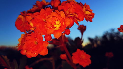 Close-up of red flowering plant against sky