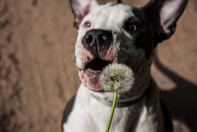 Close-up portrait of a dog