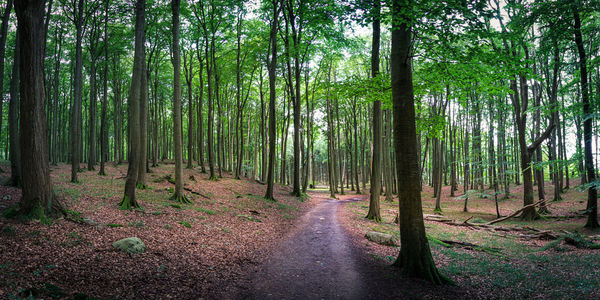 View of trees in forest