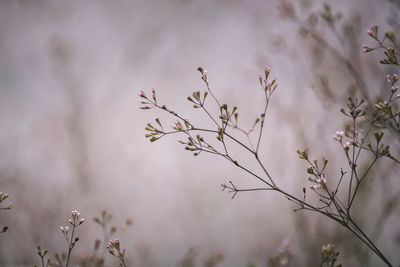 Close-up of pink flowering plant against blurred background