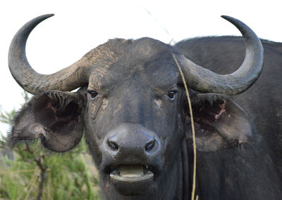 Close-up portrait of african buffalo at field
