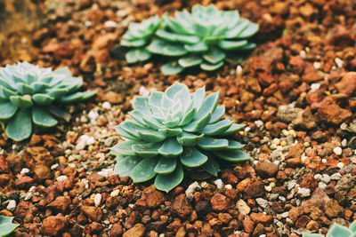 High angle view of succulent plant on field