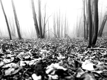 Trees in forest during autumn