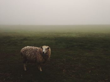 Sheep standing on field against clear sky