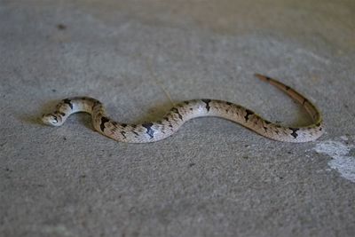 High angle view of lizard on road