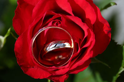 Close-up of red rose