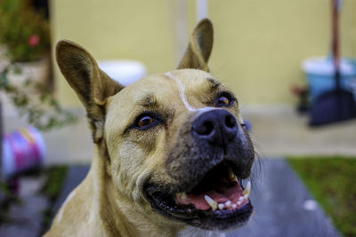 Close-up portrait of dog