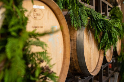 Plants growing in front of wooden door