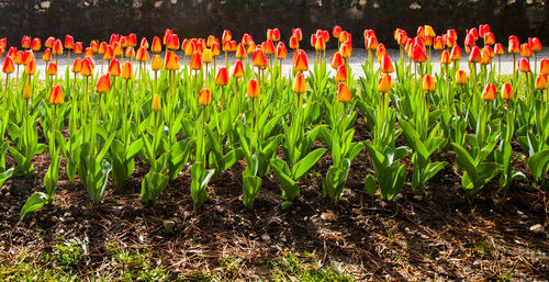 Close-up of tulips growing on field