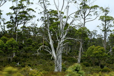 Low angle view of trees against sky