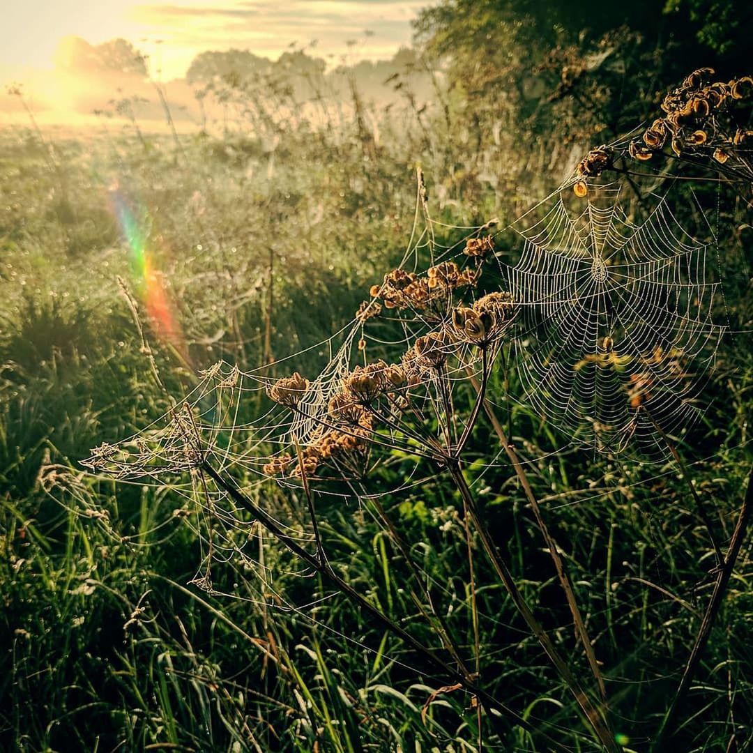 CLOSE-UP OF SPIDER WEB ON FIELD